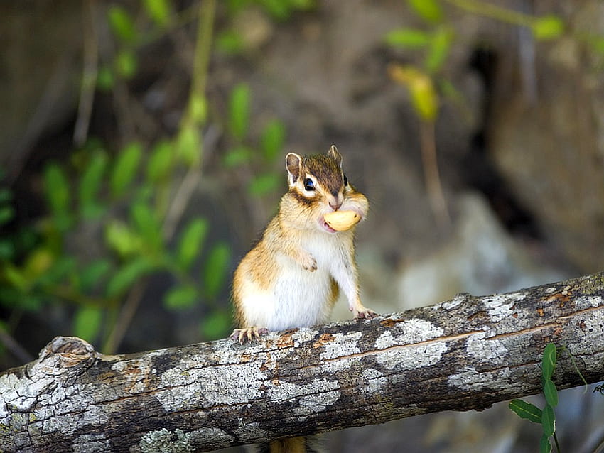 Squirrel, on tree, cool HD wallpaper