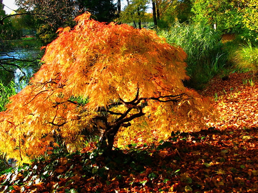 Little tree of autumn, leaves, yellow, colors, autumn, orange, gold, tree HD wallpaper
