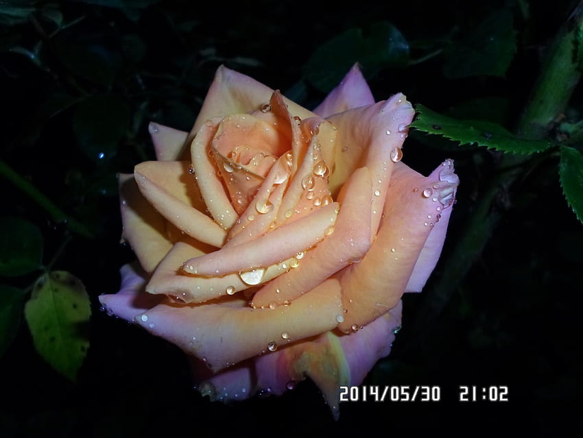 Rose, trandafir, portocaliu, negru, stropi de ploaie HD wallpaper