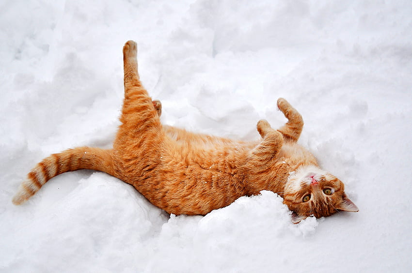 Animals, Snow, Cat, Lies, Redhead, Playful HD wallpaper