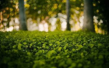 Green nature blur background HD wallpapers | Pxfuel