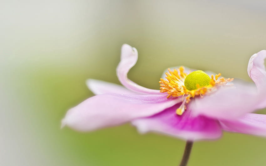 Background, Flower, Macro, Petals, Surface, Blurred, Greased HD wallpaper