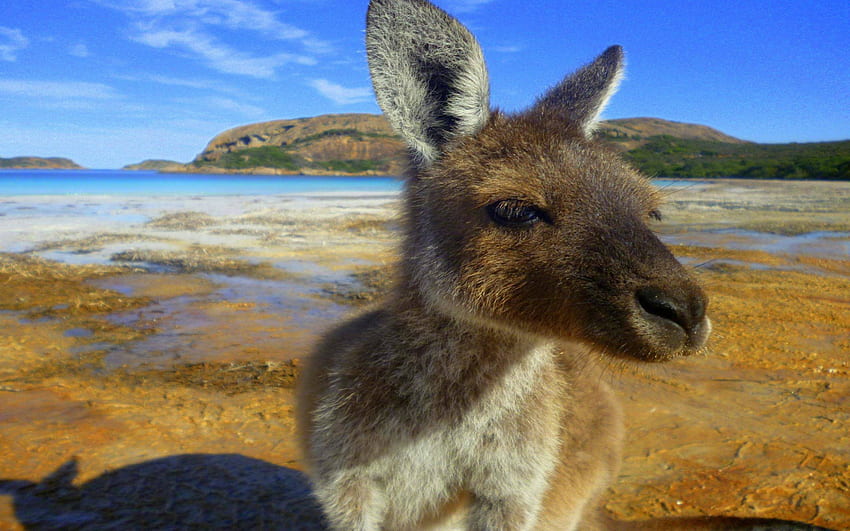 G'DAY MATE, , AUSTRALIA, AUSSIE, KANGAROO, ANIMALS, MARSUPIAL HD wallpaper