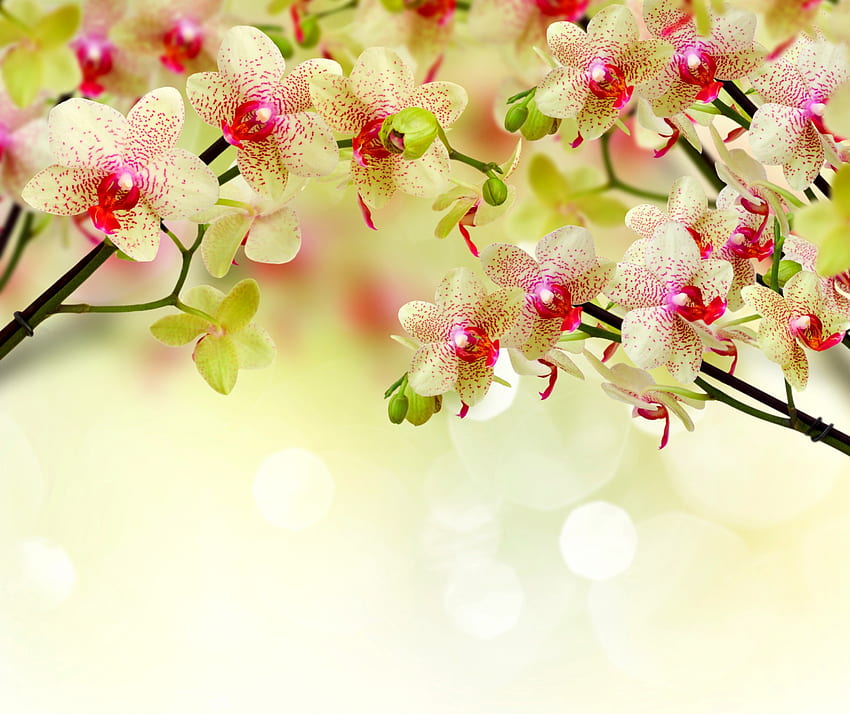 Anggrek, anggrek, bunga, musim semi, mekar Wallpaper HD