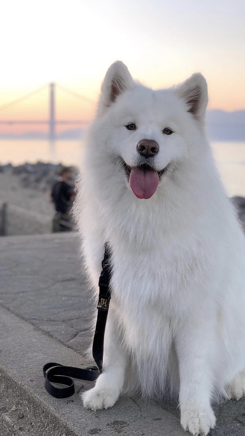 Heiserer großer weißer flauschiger Hund HD-Handy-Hintergrundbild