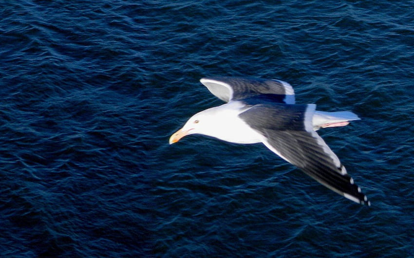 Sea-going Gull 1, animal, gull, bird, graphy, seagull, avian, wide screen, wildlife HD wallpaper