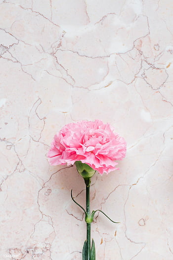 Carnation And Backgrounds Hd Wallpapers Pxfuel