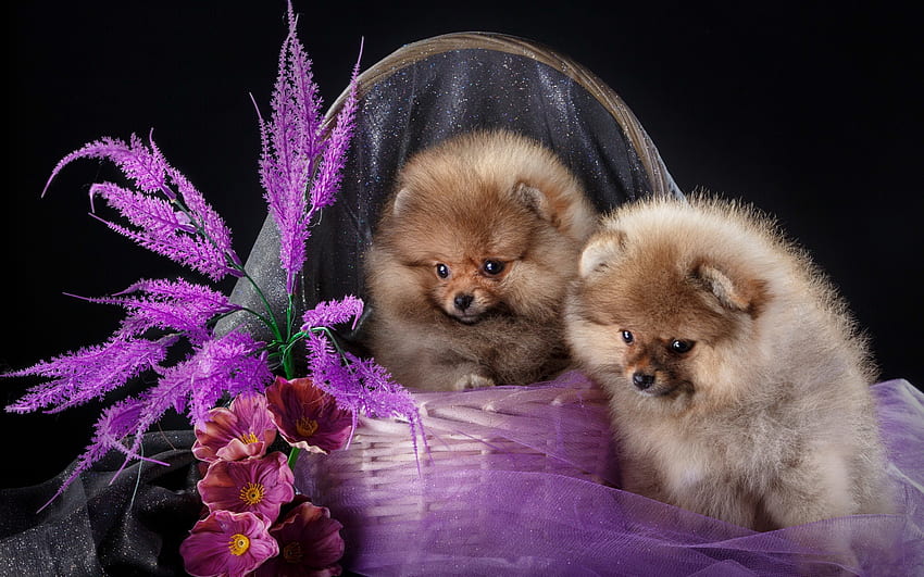 Puppies in purple basket, sweet, dogs, puppies, cute, veil, beautiful, fluffy, basket, pets, flowers, adorable, friends HD wallpaper