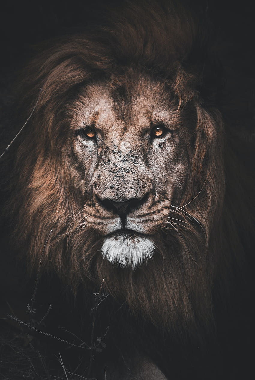 Mighty King, forest, dangerous, animal, wild, lion HD phone wallpaper |  Pxfuel
