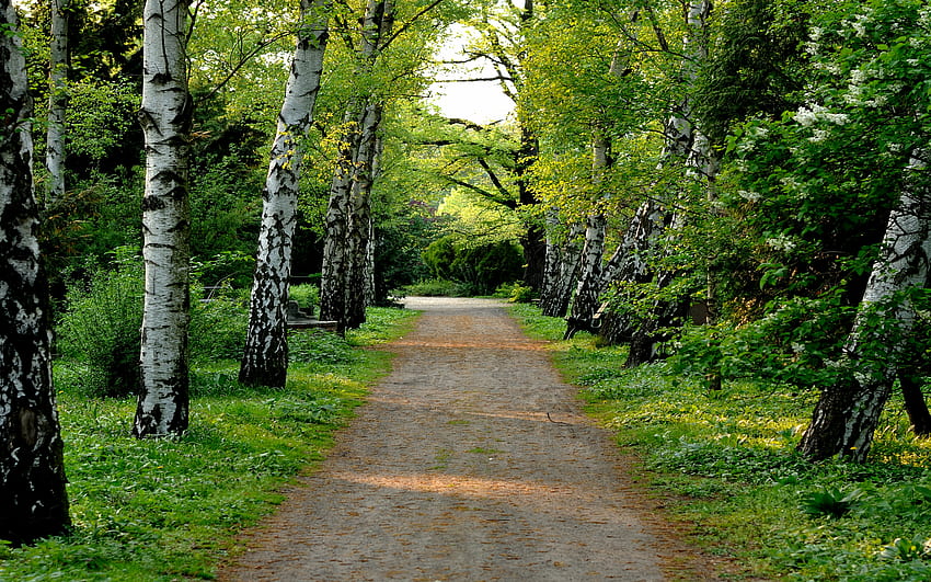 สงบและเศร้าโศก ฤดูใบไม้ผลิ ถนน ป่าไม้ ธรรมชาติ วอลล์เปเปอร์ HD