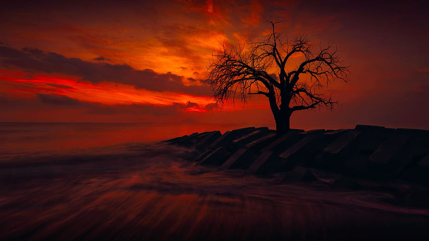 Lonely Tree, Lonely Nature HD wallpaper