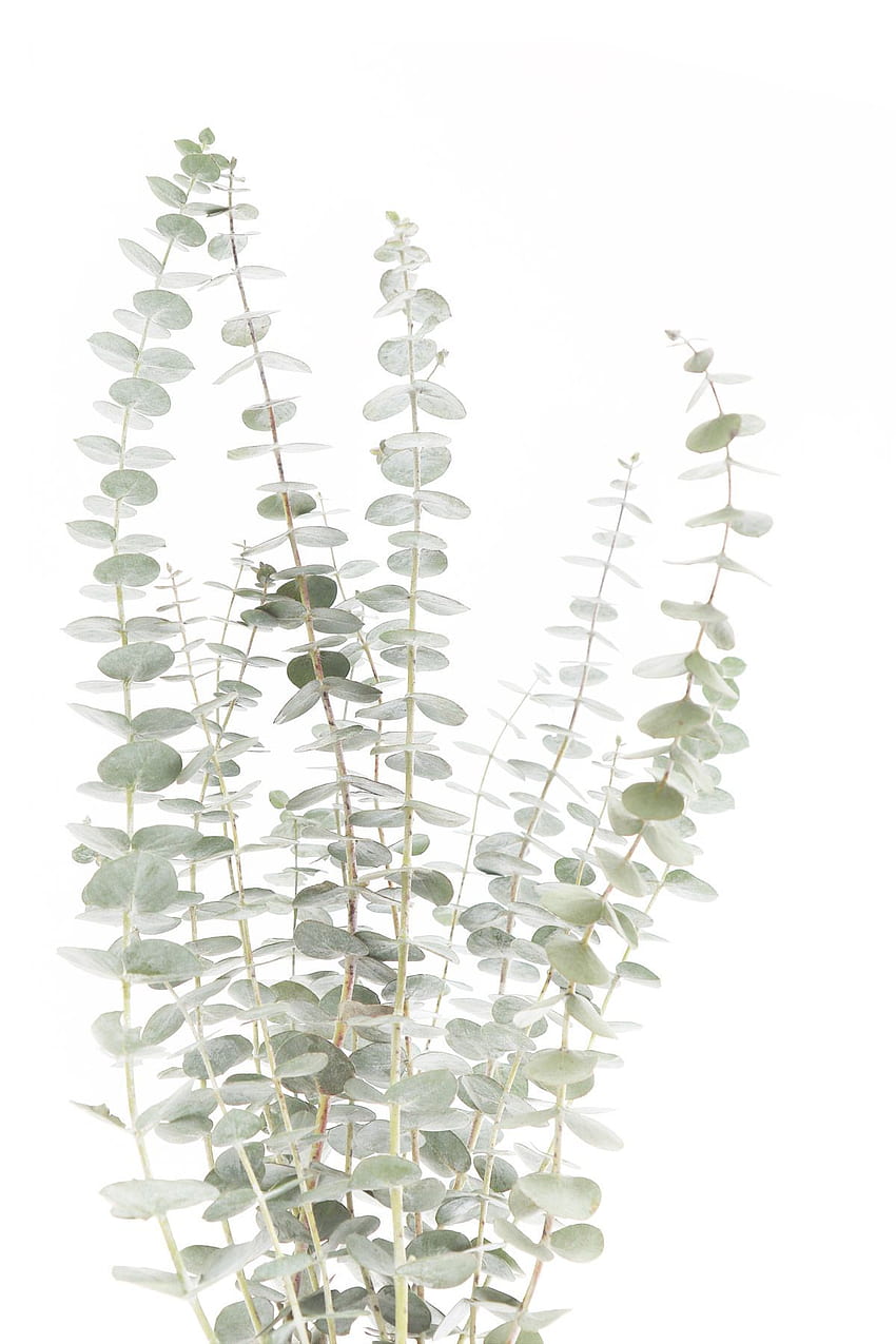 eucalyptus. STILL (mary jo hoffman). Plant art,, Watercolor Leaf HD phone wallpaper