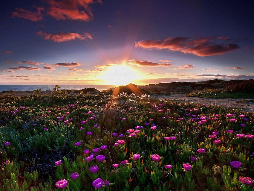 Fiori selvatici, belli, fiori, selvaggi, tramonto Sfondo HD