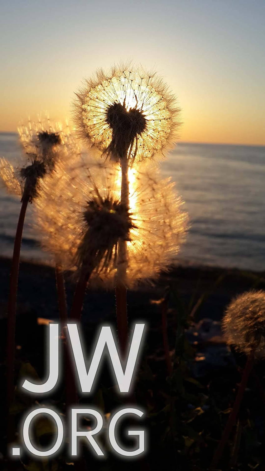 JW for Android HD phone wallpaper