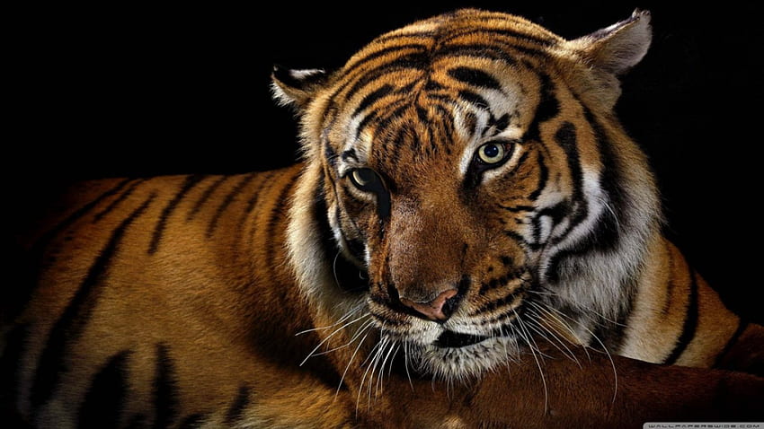 •Очи•, величествен, тигър, голяма котка, очи, , дива котка, дива, хищници, дива природа, животни, природа HD тапет
