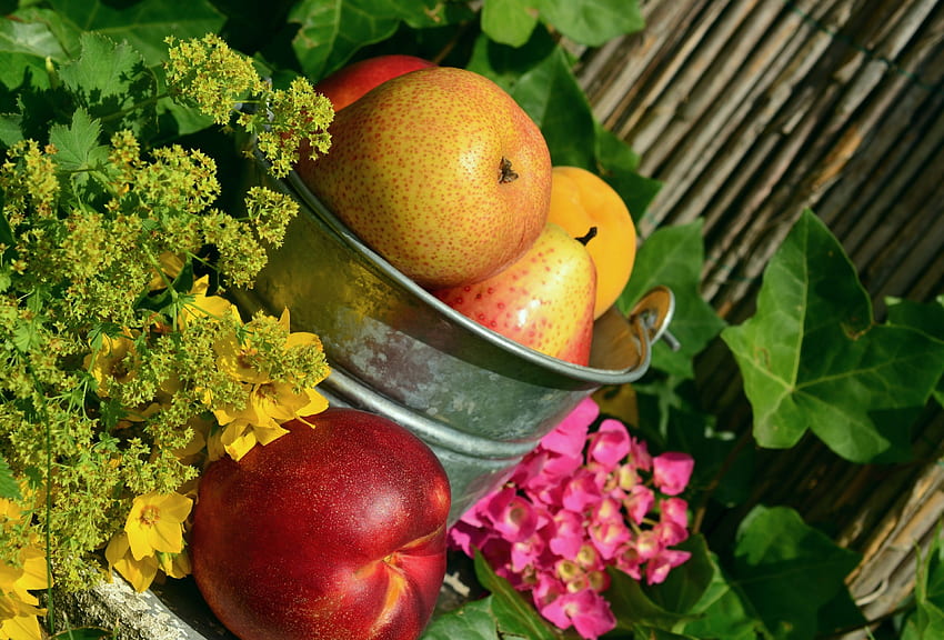 fruits garden fruit harvest still life colorful HD wallpaper | Pxfuel