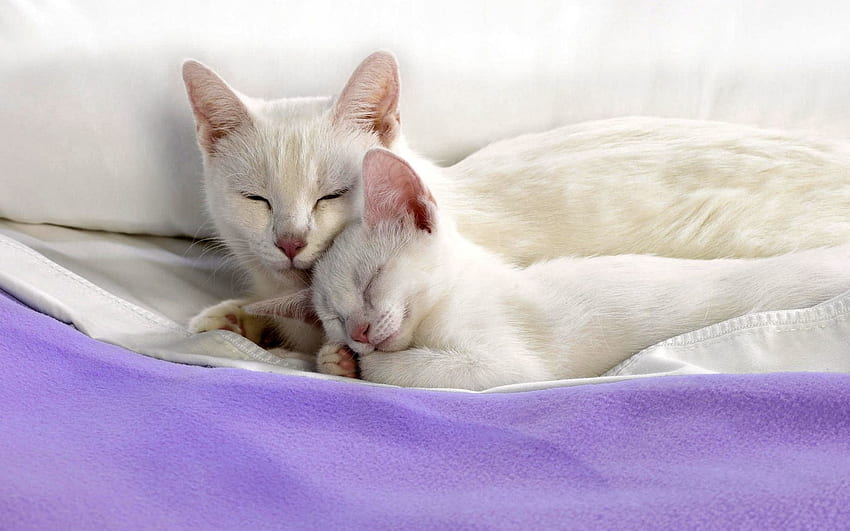 Hewan, Kucing, Kucing, Anak Kucing, Berbaring, Berbaring, Merawat, Tempat Tidur, Bahan Wallpaper HD