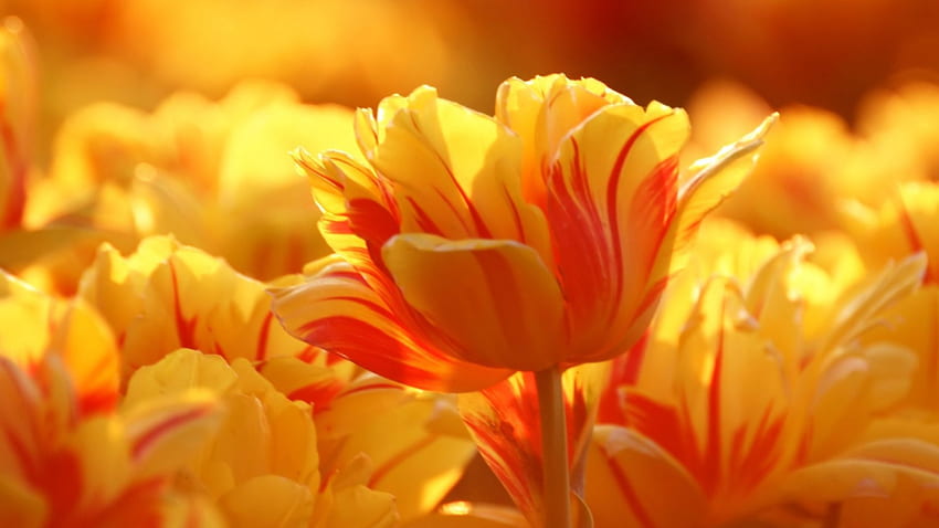 Żółte i czerwone tulipany, łodyga, tulipany, dzień, płatki, jasne, żółte, czerwone, natura, kwiaty Tapeta HD