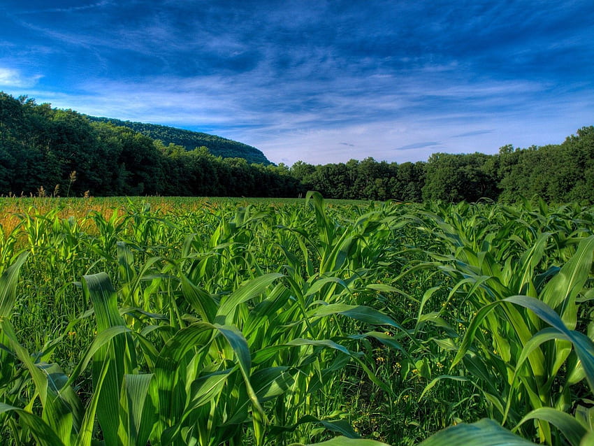 Nature, Trees, Field, Rows, Ranks, Corn, Maize HD wallpaper