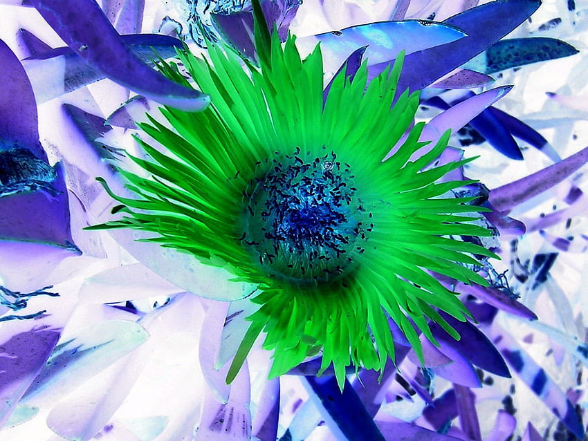 Green rare flower, blue, 22, green, flower HD wallpaper