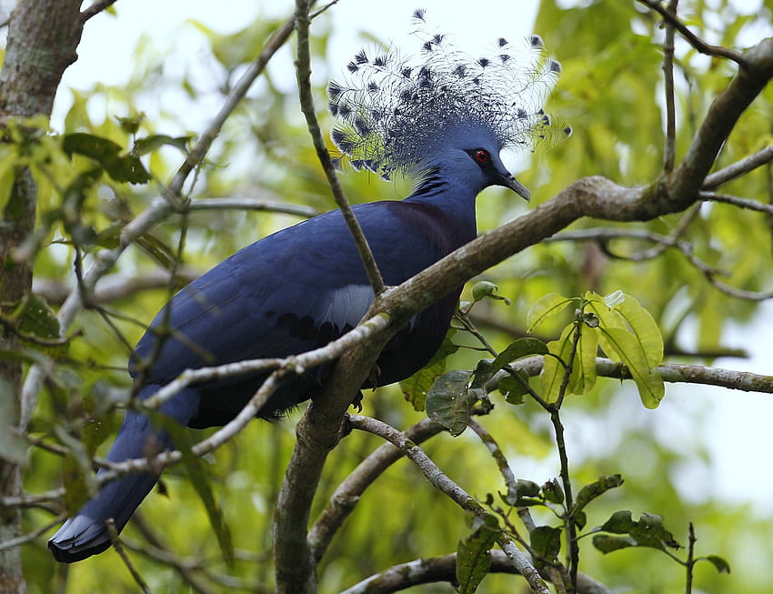 Goura Victoria, สีน้ำเงิน, สาขา, ขนนก, นกพิราบมงกุฎวิกตอเรีย, สีเขียว, พัด, ต้นไม้ วอลล์เปเปอร์ HD