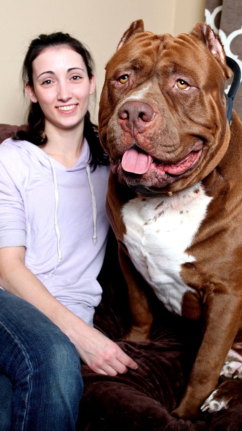 Huge Dog Breeds, Giant Pitbull HD phone wallpaper