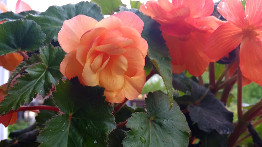 Begonia for your HD wallpaper | Pxfuel