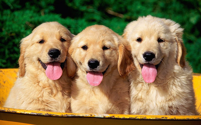 Puppies, animal, puppy, cute, golden retriever, tongue, caine, trio HD wallpaper