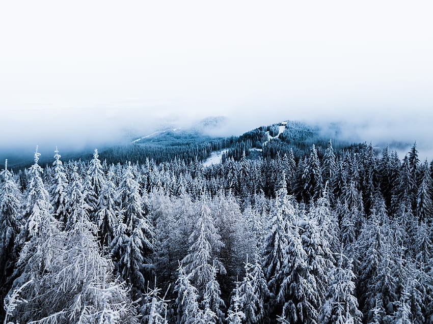 invierno, naturaleza, árboles, nieve, vista desde arriba, bosque, niebla fondo de pantalla