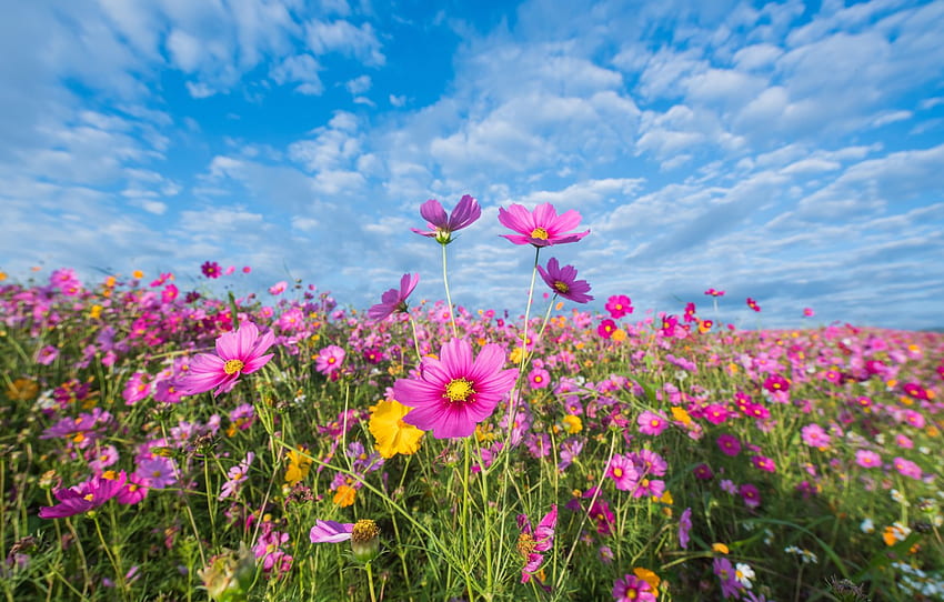 bidang, musim panas, langit, bunga, warna-warni, padang rumput, musim panas, merah muda, bidang, merah muda, bunga, kosmos, padang rumput untuk , bagian цветы - Wallpaper HD