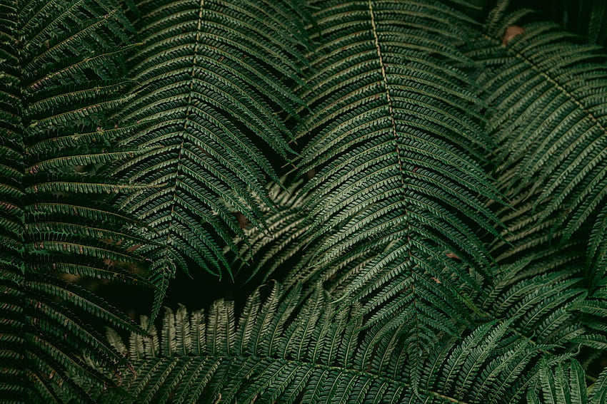 Nature, Leaves, Plant, Fern HD wallpaper