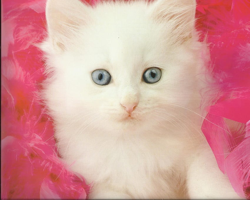 Kitten, pink, white, cute, paws HD wallpaper
