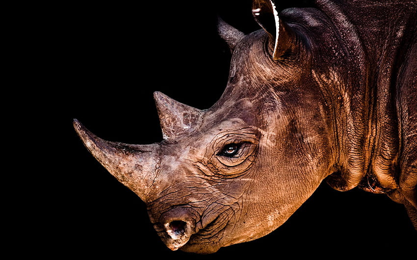 animales, sombra, cabeza, perfil, rinoceronte fondo de pantalla