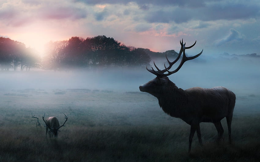 霧の朝、霧、動物、角、鹿、秋、シルエット 高画質の壁紙