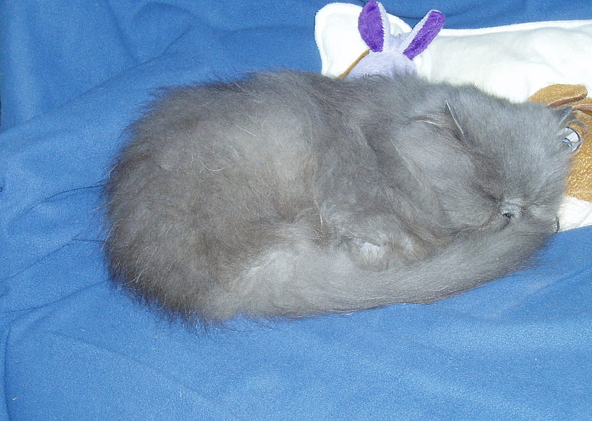 Fiore, rifinito e spazzolato, e dall'aspetto splendido!!, blu, coperta, assonnato, gatto, contento, cuscino Sfondo HD
