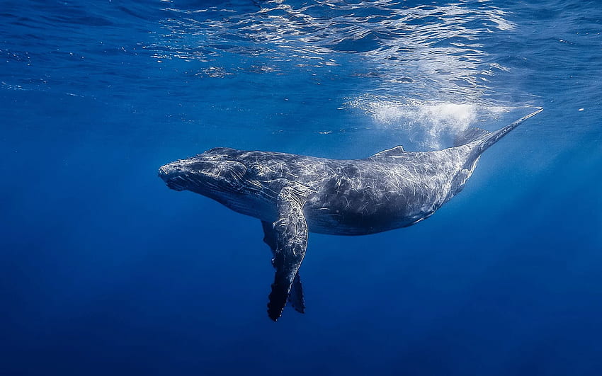 baleia jubarte -, belas baleias papel de parede HD