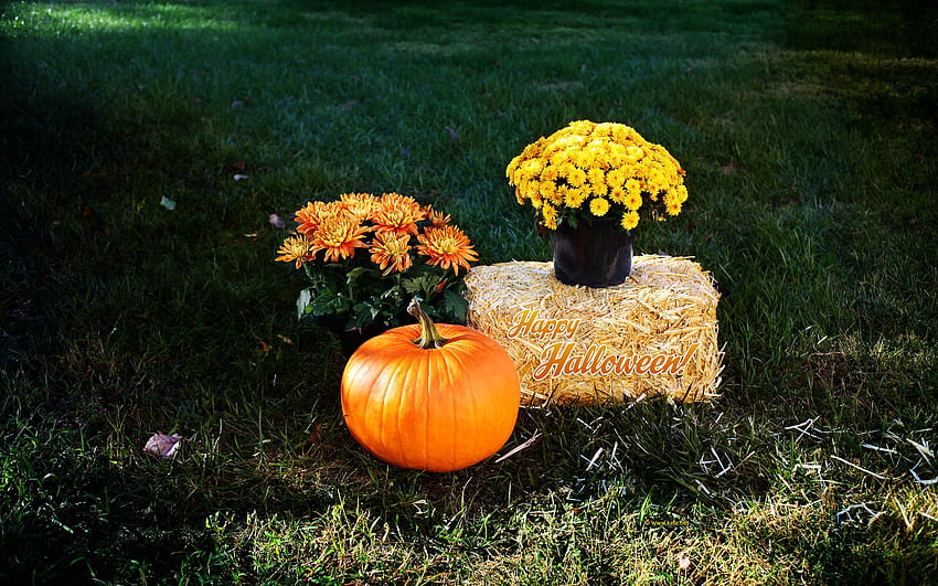 Halloween , Halloween Background, Pumpkins and Flowers HD wallpaper