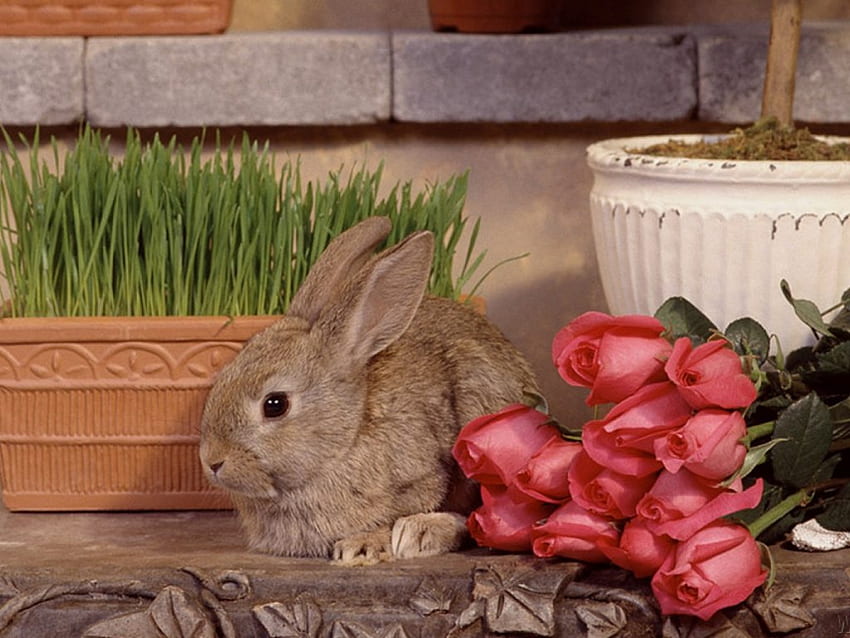 Kaninchen und Rosen, Blumentöpfe, Rosen, Kaninchen HD-Hintergrundbild