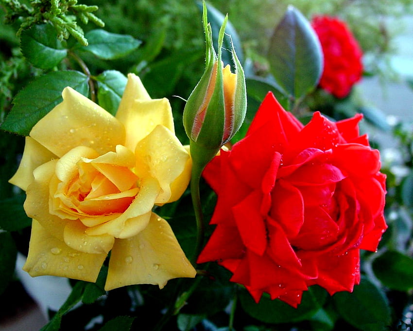 กุหลาบ, กลีบดอกไม้, ใบไม้, สีเหลือง, สีแดง วอลล์เปเปอร์ HD