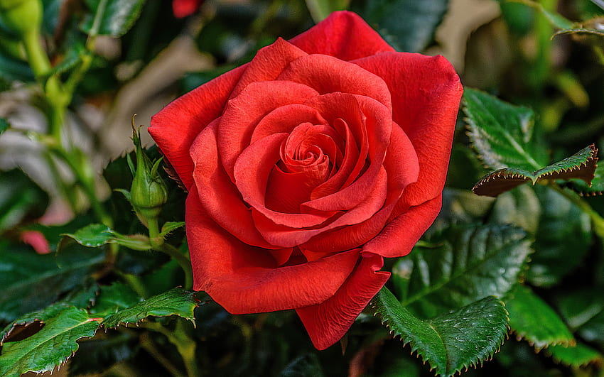 Schöne rote Rose, Garten, Duft, schön, Duft, Knospen, einsam, Rose, Blätter, nass, rot, Blütenblätter, Blume HD-Hintergrundbild