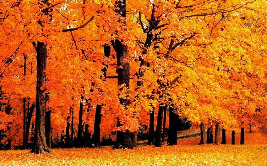 Crisp Autumn Air Tumblr Best Of Halloween Background HD wallpaper