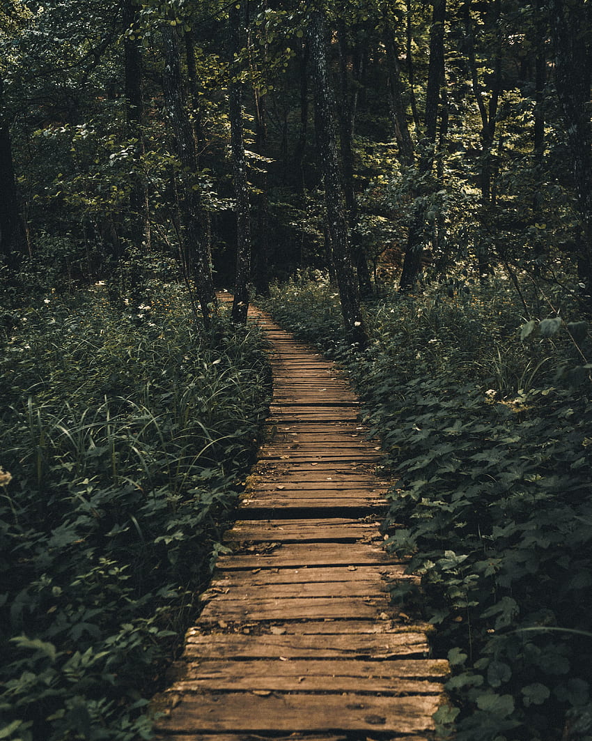 Nature, Wood, Wooden, Forest, Path HD phone wallpaper