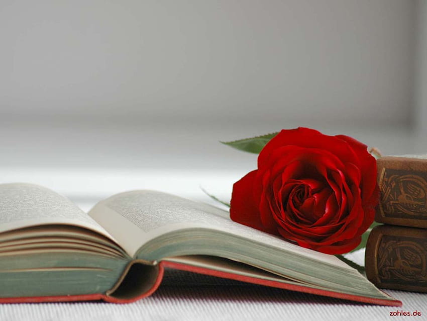 rosa rossa, rosa, libro, bello, rosso Sfondo HD