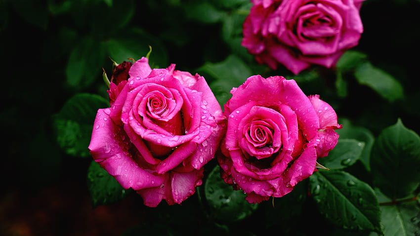 Rose Pink color Drops Flowers Closeup, 3840 X 2160 Rose HD wallpaper ...