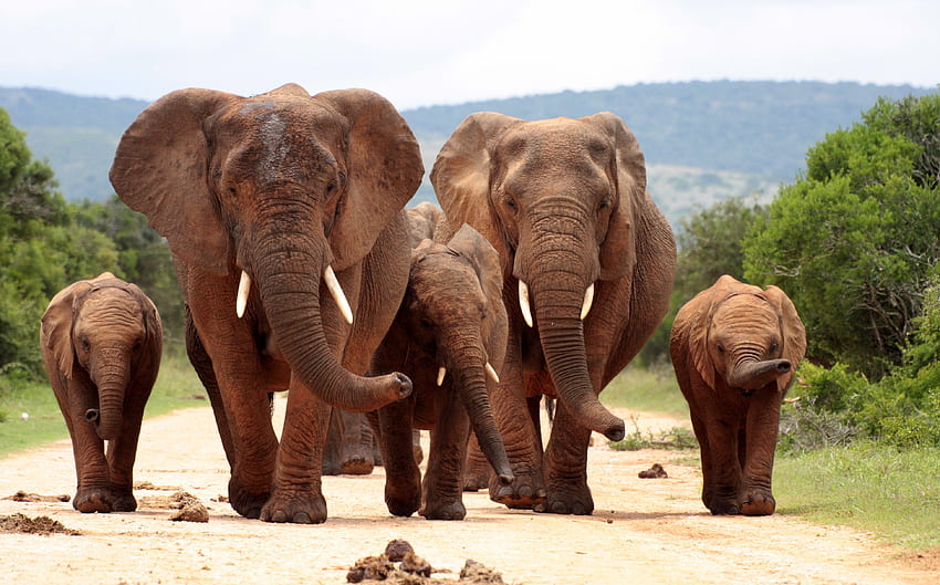ช้าง สัตว์ ความรัก ต้นไม้ ทารก ธรรมชาติ ป่า วอลล์เปเปอร์ HD