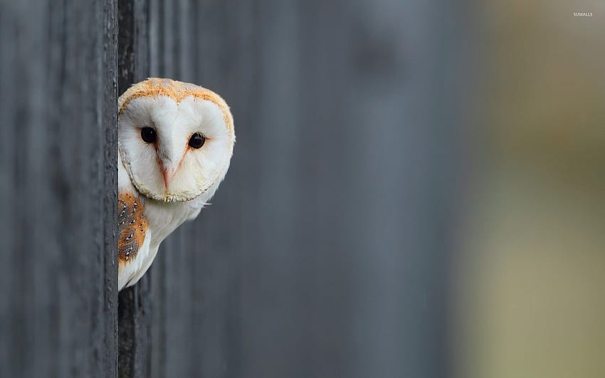 Barn Owl hiding behind the wooden fence - Animal HD wallpaper