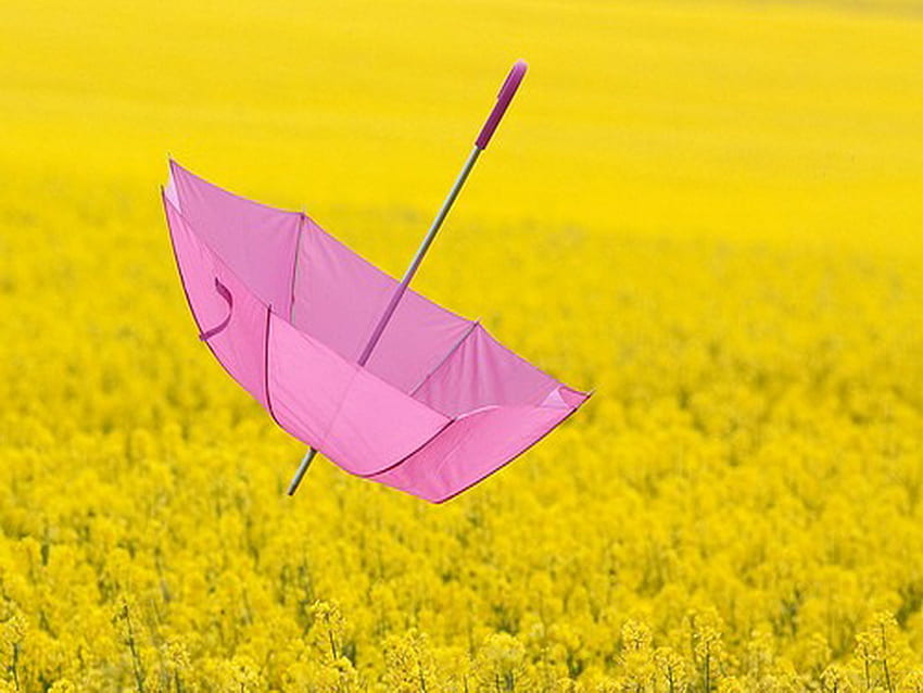 Caught in the wind, umbrella, wind, pink, field, yellow, flowers, floating HD wallpaper