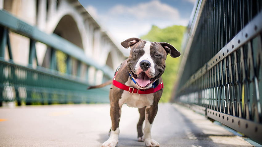 動物, 犬, 笑顔, アメリカン スタッフォードシャー テリア 高画質の壁紙