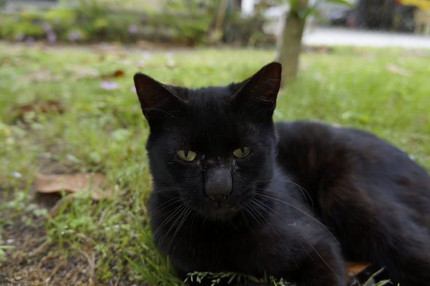 Midnight Black Cat, cortile, nero, mezzanotte, gatti, occhi, carino, cat, erba, esterno, carino, animali, verde, laici Sfondo HD