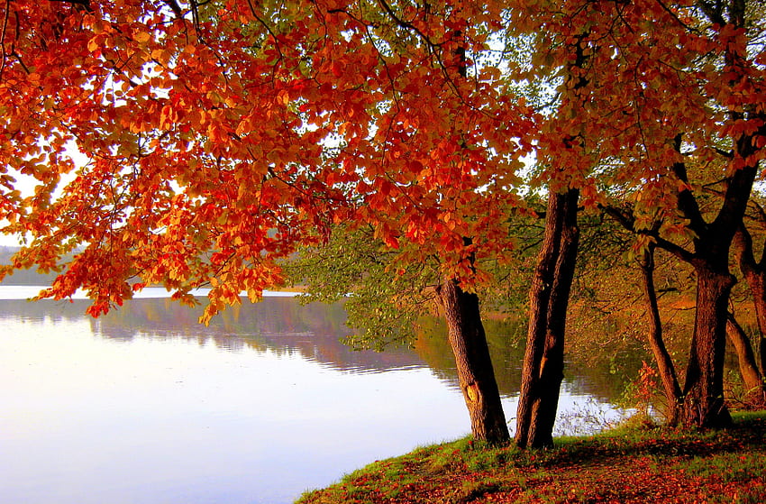 AUTUMN LAKE, , Marchowo, Trees, Lake, Nature, Poland HD wallpaper